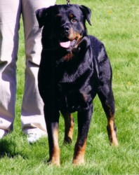 Rottweiler 1