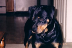 Rottweiler 3